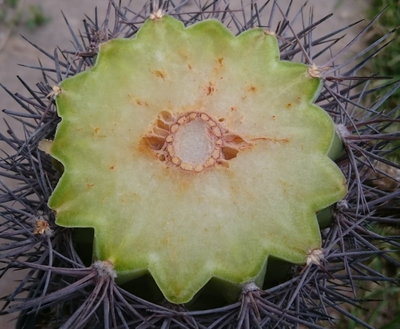 DSC_0006.JPG (116.43 KiB) 17998 mal betrachtet die Unterseite