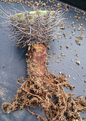 DSC_0010.JPG (205.34 KiB) 17998 mal betrachtet der verbliebene Stumpf