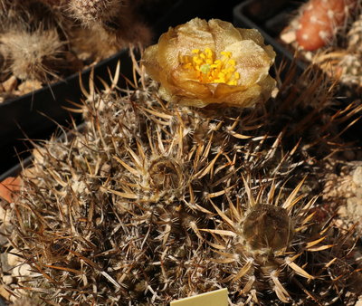 IMG_0346.JPG (278.81 KiB) 13981 mal betrachtet Pterocactus australis