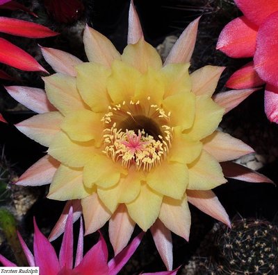 echinopsis (9).JPG