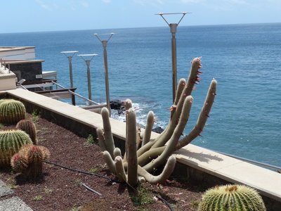 Cleistocactus in Sardinas (800x600).jpg