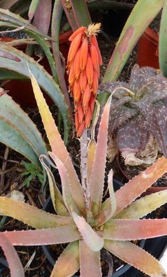 Aloe porphyrostachys ssp. koenenii (484x800).jpg