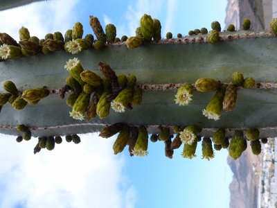 Marginatocereus maginatus, Blüten (600x800).jpg