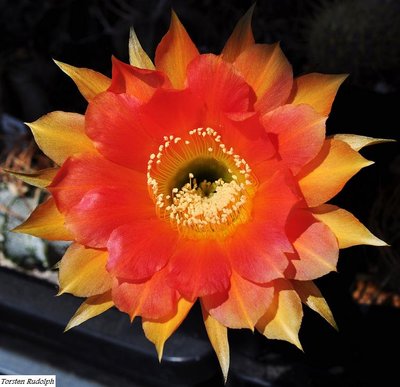 Echinopsis (6).JPG