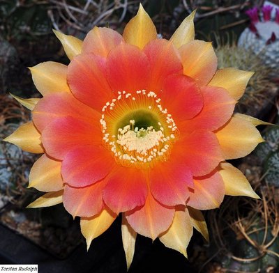 Echinopsis (2).JPG