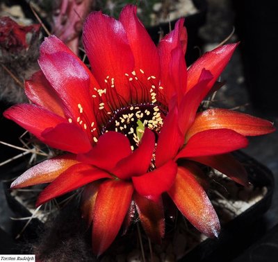 Echinopsis (8).JPG