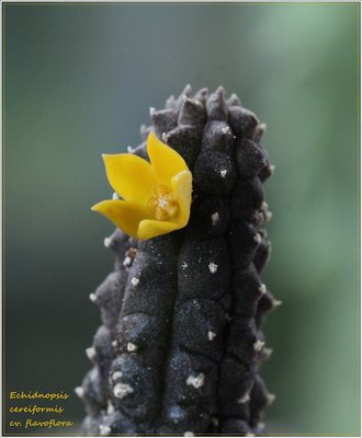 Echidnopsis cereiformis cv. flavoflora beschriftet verkleinert.JPG