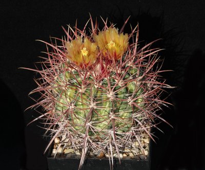 Feroc_hybr_lecontei x viridescens var littoralis - de Herdt_Säml 2002_180615_0325-a.jpg
