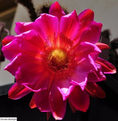 Echinopsis (5).JPG