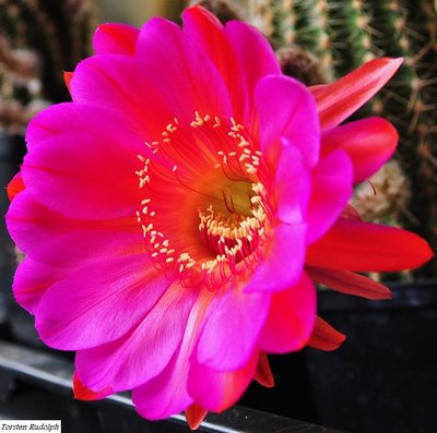 Echinopsis (2).JPG