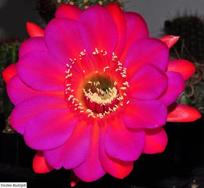 Echinopsis.JPG