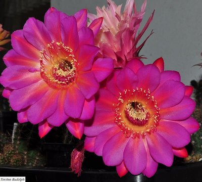 echinopsis hybride 058.JPG