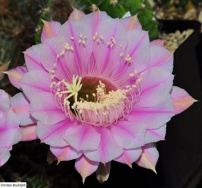 echinopsis hybride 045.JPG