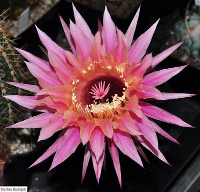 echinopsis hybride 009.JPG