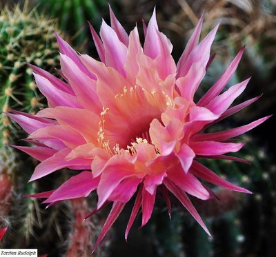 echinopsis hybride 021.JPG