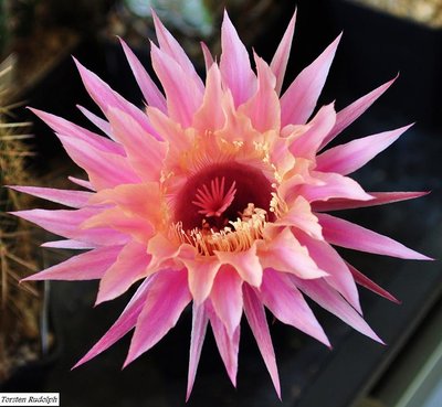 echinopsis hybride 016.JPG