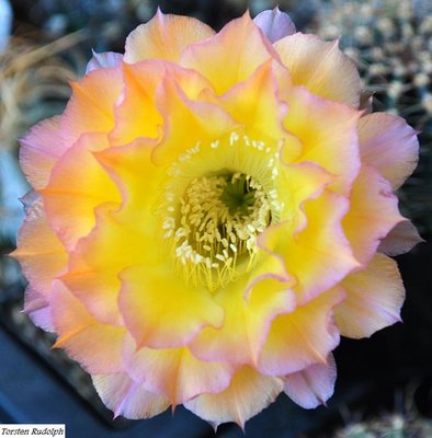 echinopsis (4).JPG