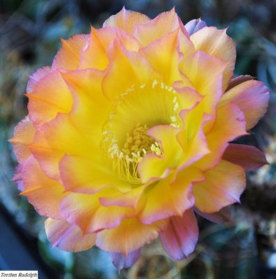 echinopsis hybride 033.JPG