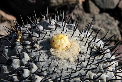 C_cinerea.JPG (61.47 KiB) 17641 mal betrachtet Copiapoa cinerea bei Taltal, CL