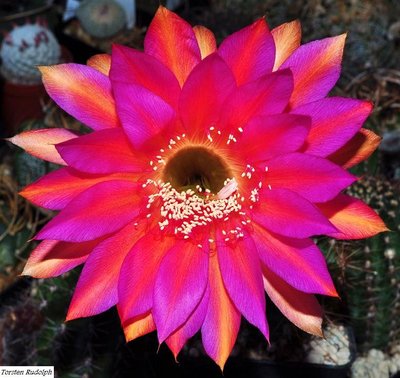 echinopsis.JPG