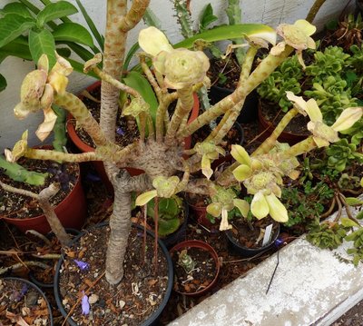 Aeonium arboreum ssp. arboreum, Cristata (800x718).jpg