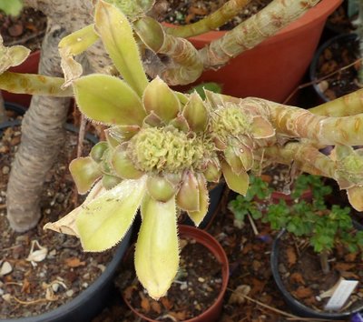 Aeonium aboreum ssp. arboreum , Cristata 1 (800x708).jpg