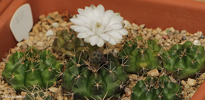 VoS_09-525_Gymnocalycium_anisitsii_[4].JPG