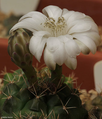 VoS 09-525_Gymnocalycium_anisitsii.JPG