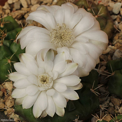 VoS 09-525_Gymnocalycium_anisitsii_[4].JPG