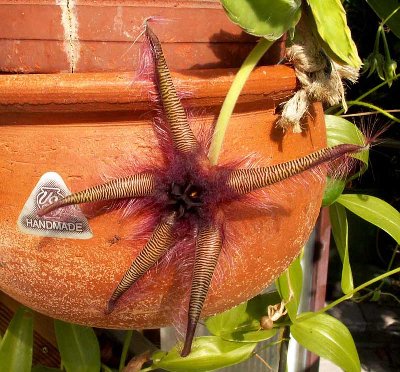 stapelia_gettleffii.jpg