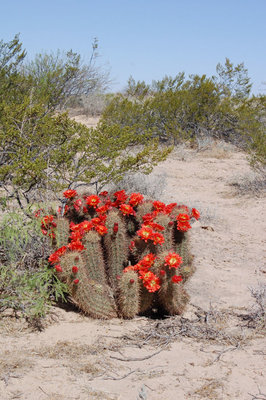 Echinocereus rosei Klaus Breckwoldt August 18.jpg