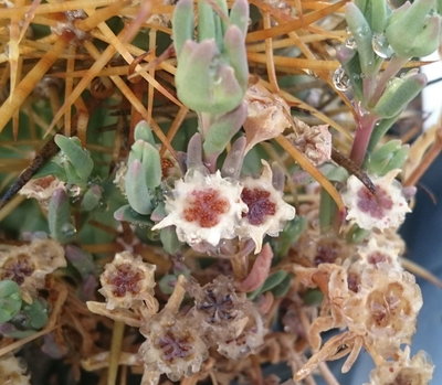 geöffnete Samenkapseln an Delosperma bosseranum, als &quot;Begleitflora&quot; im Topf bei Ferocactus.