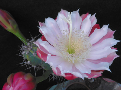 September 2018 Cereus forbesii Bernhard Schregel.jpg