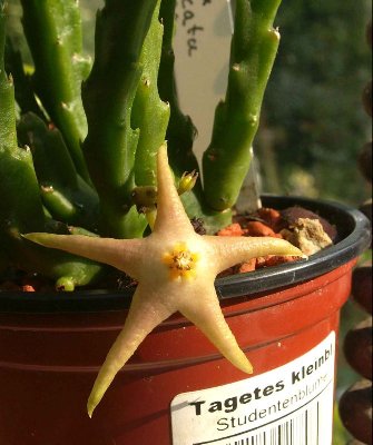 stapelia-dvaricatakl.jpg