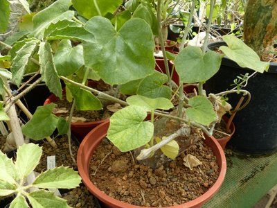 Tinospora caffra (800x600).jpg