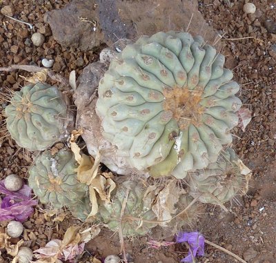 Copiapoa spec..JPG