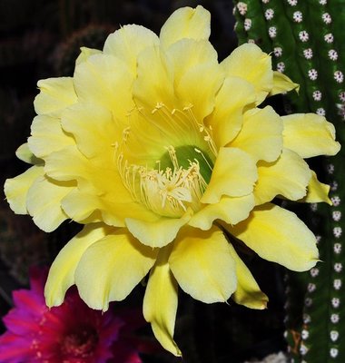 echinopsis (5).JPG