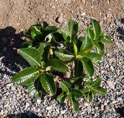 Pachypodium windsorii mit Früchten (800x762).jpg