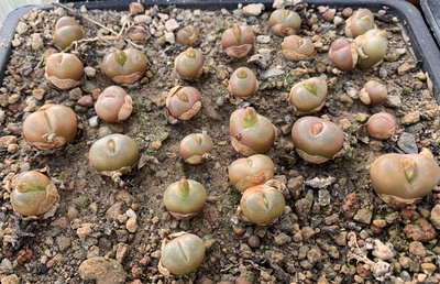 672.jpg (260.35 KiB) 19591 mal betrachtet Conophytum maughanii ex Japan, Aussaat 2011