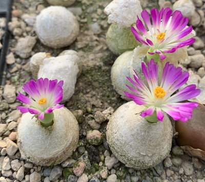 446.jpg (207.55 KiB) 19446 mal betrachtet Conophytum burgeri Aggeneys, MBB 3337