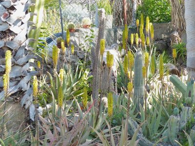 Aloe vera Blüten (800x600).jpg