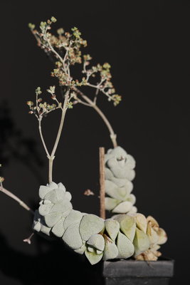 IMG_1314.JPG (98.89 KiB) 10203 mal betrachtet Crassula deceptor