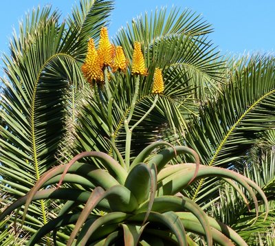 Aloe thraskii Blüten (800x715).jpg