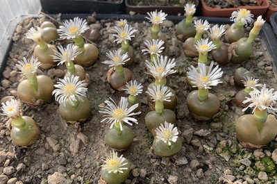 1128.jpg (200.82 KiB) 17523 mal betrachtet Conophytum maughanii ex Japan, Aussaat 2011