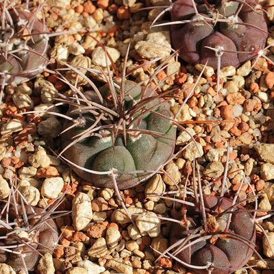 VoS_14-1773_Gymnocalycium_castellanosii.JPG