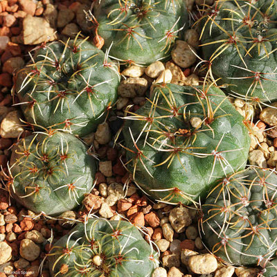 VoS_13-1308_Gymnocalycium_campestre.JPG