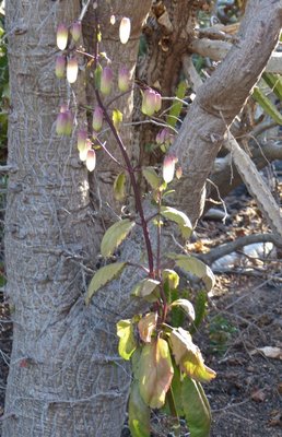 Kalanchoe gastonis-bonnieri (516x800).jpg