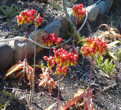 Kalanchoe gastonis- bonnieri,rot,2 (800x727).jpg