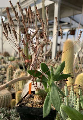 1476.jpg (172.74 KiB) 20571 mal betrachtet Tylecodon nolteei mit frischem Neutrieb und vertrocknetem Blütenstand