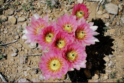 2019 02 Februar 2019 Echinocereus pectinatus Klaus Breckwoldt.jpg